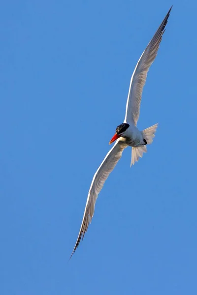 Vertikální Záběr Ptáka Kaspického Letícího Proti Modré Obloze — Stock fotografie