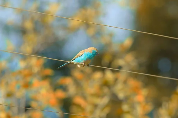 Sebuah Closeup Dari Burung Biru Lucu Pada Tali Kecil — Stok Foto