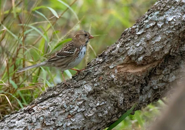 Close Lindo Harris Sparrow Empoleirado Galho Árvore — Fotografia de Stock