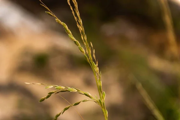 Bulanık Arka Planda Tarlada Bir Pirinç Kulağı — Stok fotoğraf