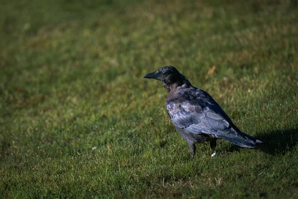 芝生のフィールドに立っている一羽のカラスの選択的な焦点 — ストック写真