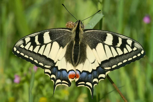 Zbliżenie Zapierającego Dech Piersiach Europejskiego Motyla Jaskółkoogonowego Ogromnymi Cudownymi Wzorzystymi — Zdjęcie stockowe