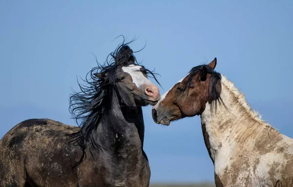 Dois Cavalos Selvagens Abraçando Mccullough Peaks Area Cody Wyoming Com — Fotografia de Stock