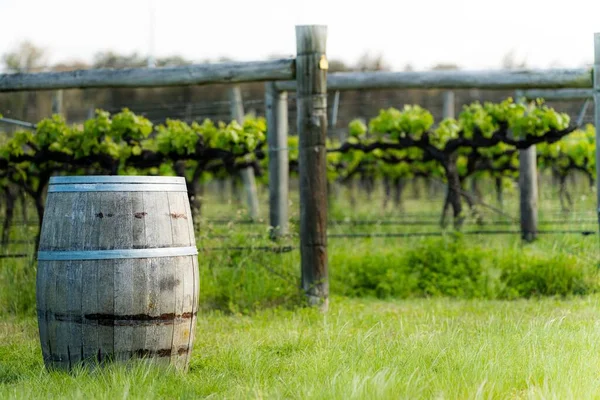 Hunter Valley Nsw Deki Üzüm Bağında Bir Şarap Fıçısı — Stok fotoğraf