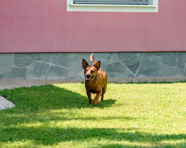 Cute Dog Playing Grass — Stock Photo, Image