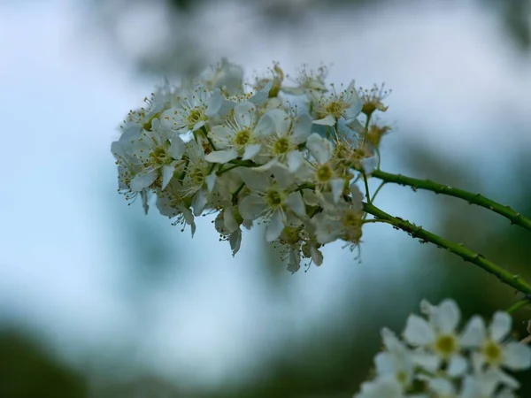 Zblízka Makrofotografie Květin Rostlin Létě — Stock fotografie