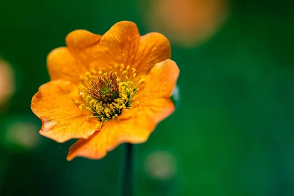 Valikoiva Keskittyä Laukaus Oranssi Kukka Puutarhassa — kuvapankkivalokuva