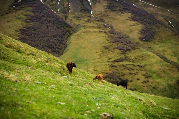 Pintoresco Plano Una Manada Vacas Pastando Pasto Valle —  Fotos de Stock