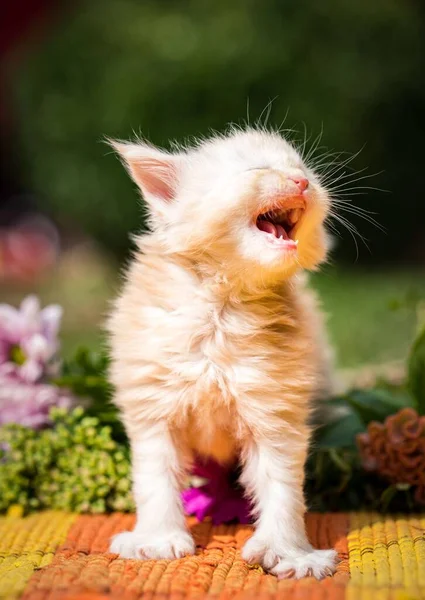 Tiro Vertical Raça Maine Coon Gato Bocejando Com Flores Borrão — Fotografia de Stock