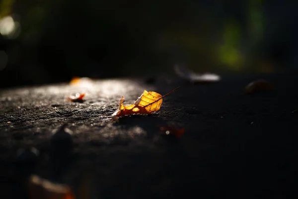 낙엽의 클로즈업 — 스톡 사진