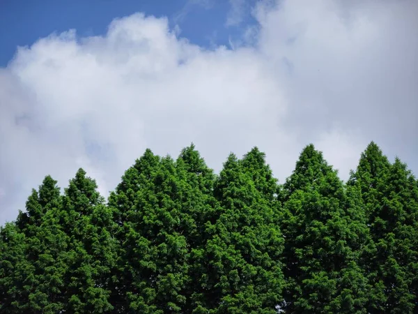 Wielkie Wysokie Zielone Drzewa Gęstym Lesie Przeciwko Błękitnemu Niebu Ciągu — Zdjęcie stockowe