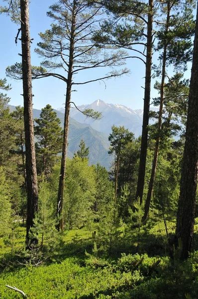 Dağların Arka Planına Sahip Ormandaki Yüksek Ağaçların Dikey Görüntüsü — Stok fotoğraf
