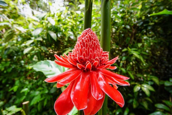Ένα Μαγευτικό Λουλούδι Etlingera Πλούσια Κόκκινα Πέταλα Ένα Δάσος — Φωτογραφία Αρχείου