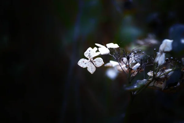 Ein Selektiver Fokus Der Blüten Auf Einen Baum — Stockfoto