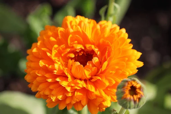 Egy Narancssárga Cserepes Körömvirág Közelsége — Stock Fotó