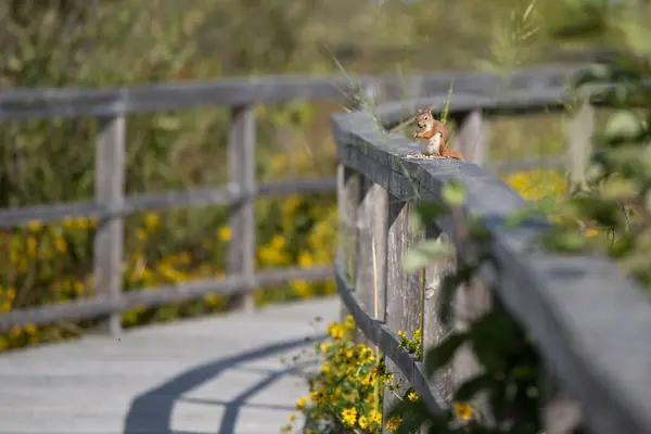 Mała Czerwona Wiewiórka Jedząca Nasiona Drewnianej Poręczy — Zdjęcie stockowe