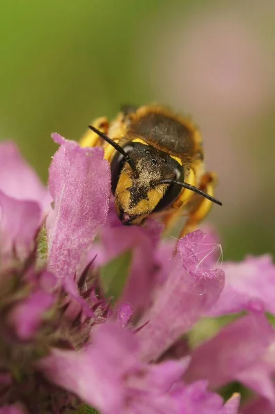 Натуральный Крупный План Красочном Желтом Полосатом Европейском Шерстяном Уединении Пчелиный — стоковое фото