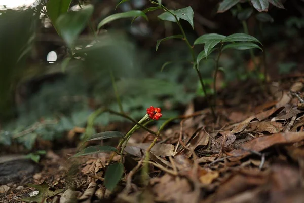 森の地面に小さな赤い花 — ストック写真
