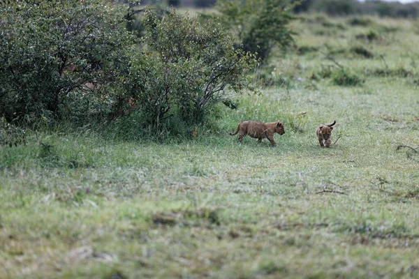 肯尼亚马赛马拉的Topi Pride两只狮子宝宝正在休息 — 图库照片