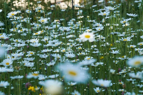 Piękny Widok Rumianku Kwiat Pole — Zdjęcie stockowe