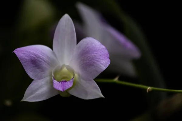 Primo Piano Orchidea Cooktown Dendrobium Bigibbum Isolata Uno Sfondo Sfocato — Foto Stock