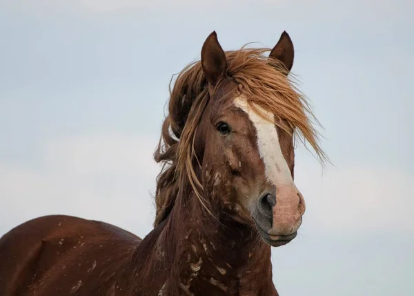 A brown Mustang horse looking at the camera in McCullough Peaks Area in Cody, Wyoming