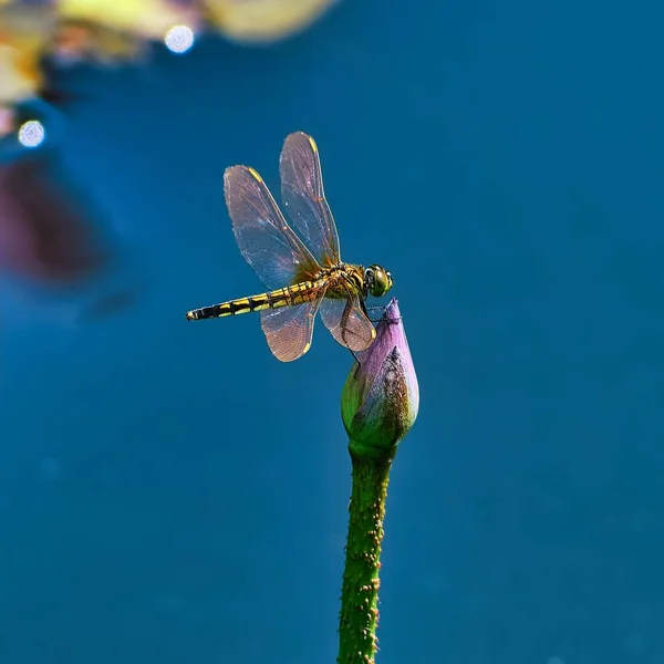 Sarı Dragonfly Yakın Plan Mor Çiçek Tomurcuğu Mavi Arka Planda — Stok fotoğraf