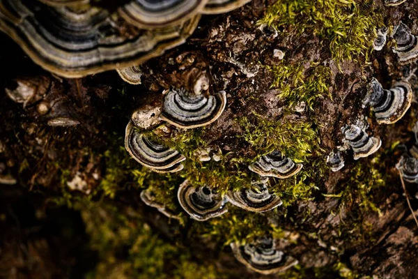 Piękny Widok Góry Indyka Ogon Fungus Może Być Używany Tła — Zdjęcie stockowe