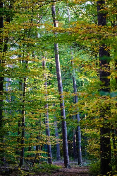 가을의 숲에서 줄기의 햇빛에 색상의 나뭇잎 — 스톡 사진