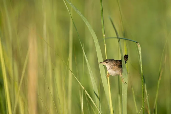 一只母鸡的麻雀栖息在绿草上 — 图库照片