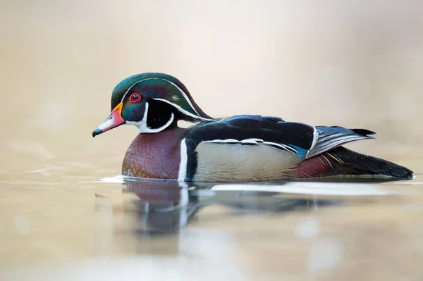 stock image A closeup shot of a wood duck floating on a calm lake water