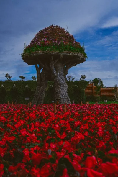 Vertical Image Festival Flower Fresh Garden Dalat City — Stock Photo, Image