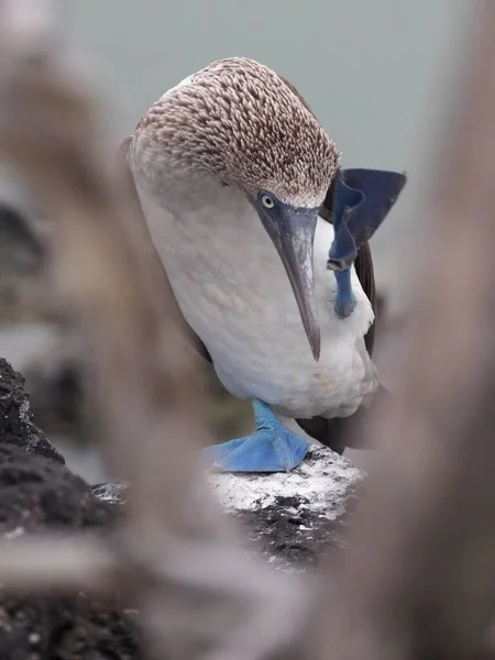 Selective Focus Blue Footed Booby Bird Standing Stone Foot Raised — Stock Photo, Image