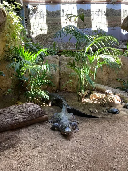 Eine Großaufnahme Von Krokodilen Auf Einem Sand Zoo — Stockfoto