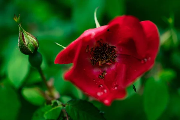 Ένα Κοντινό Πλάνο Ενός Κόκκινου Λουλουδιού Σταγόνες Νερού — Φωτογραφία Αρχείου