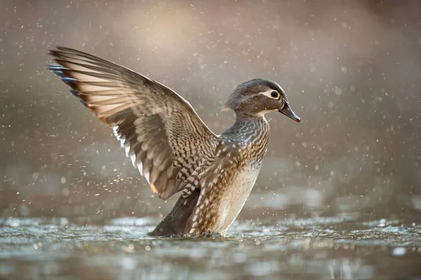 Close Shot Cute Little Duck Splashing Water Its Wings Lake — Stock Photo, Image
