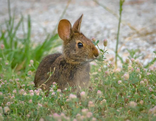 Closeup Shot Marsh Rabbit Ground — Stock Photo, Image