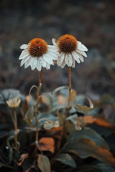 Egy Függőleges Lövés Fehér Virágokból — Stock Fotó