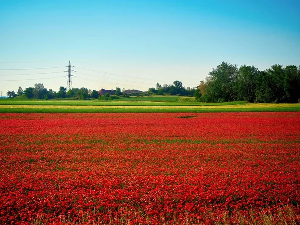 Мальовничий Знімок Червоного Тюльпанового Поля Сонячний День — стокове фото
