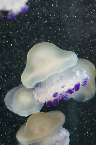 Vertikální Záběr Roztomilé Malé Medúzy Fialovými Chapadly Plavání Vodě — Stock fotografie