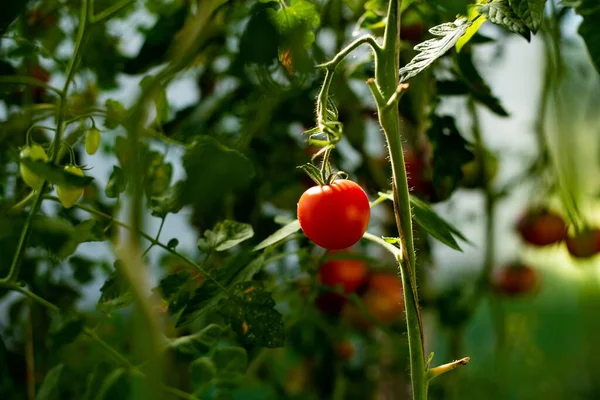 ブドウの上に赤い熟したトマトのクローズアップ — ストック写真