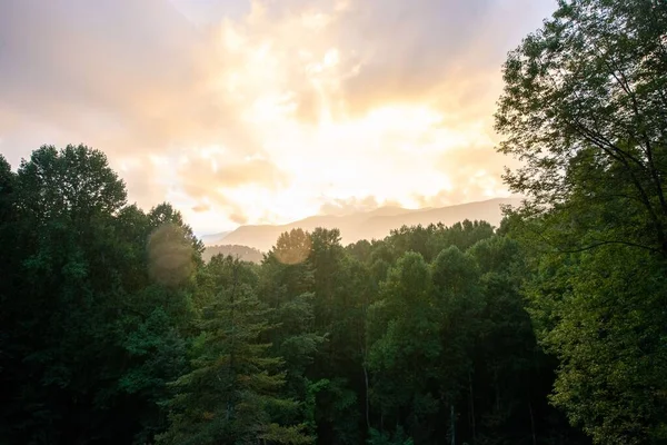 日の出の森の中の木々の美しいショット — ストック写真