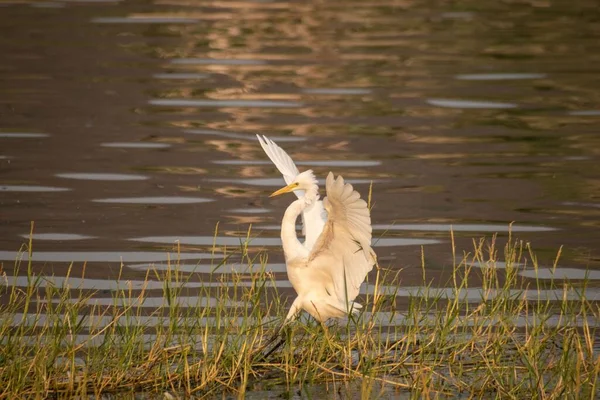 White Heron Open Wings Lake — Stock Photo, Image