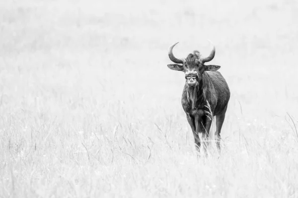 Expresia Facială Unui Wildebeest Negru Atunci Când Face Sunet Gemând — Fotografie, imagine de stoc