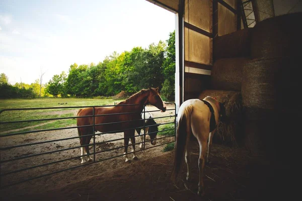 The cute horses at a stable in Ontario, Canada with green trees background