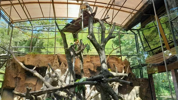 Gaiola Macaco Safari Taman Zoológico Está Localizado Taman Safari Bali — Fotografia de Stock