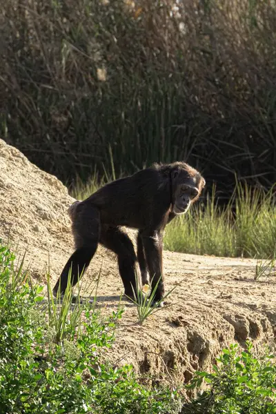 Sebuah Pandangan Vertikal Closeup Dari Chimpanzee Melihat Kamera — Stok Foto