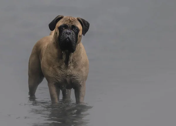 Взрослая Собака Бульмастиф Стоящая Воде Туманный День Отражением Воде — стоковое фото