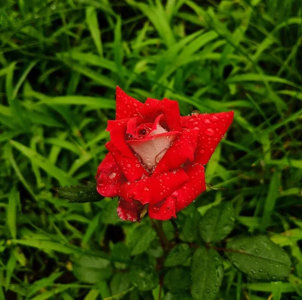 Macro Shot Wet Red Garden Rose Growing Greenery — Stock Photo, Image