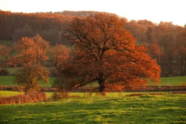 Одинокое Дерево Красивыми Осенними Красками Закате Залитых Солнцем Зеленых Травяных — стоковое фото